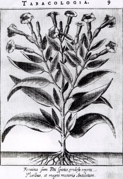 A Tobacco Plant by English School